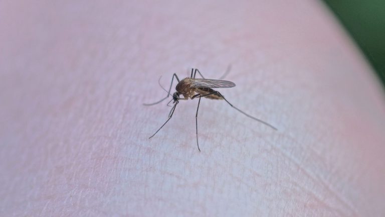 México reporta 123 mil 141 casos de dengue; 462 decesos